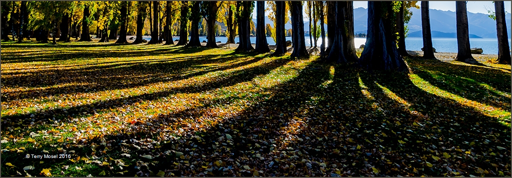 Autumn Shadow - Merit - Digital Projected Set A Grade - Terry Mosel