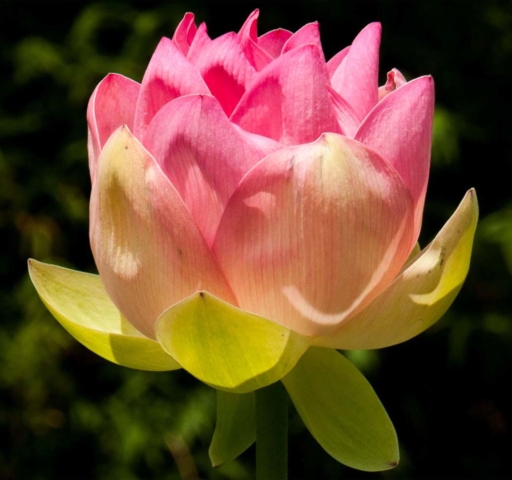 Caren Sawers The Lotus Flower 8 640x480 Botanical, February 2018