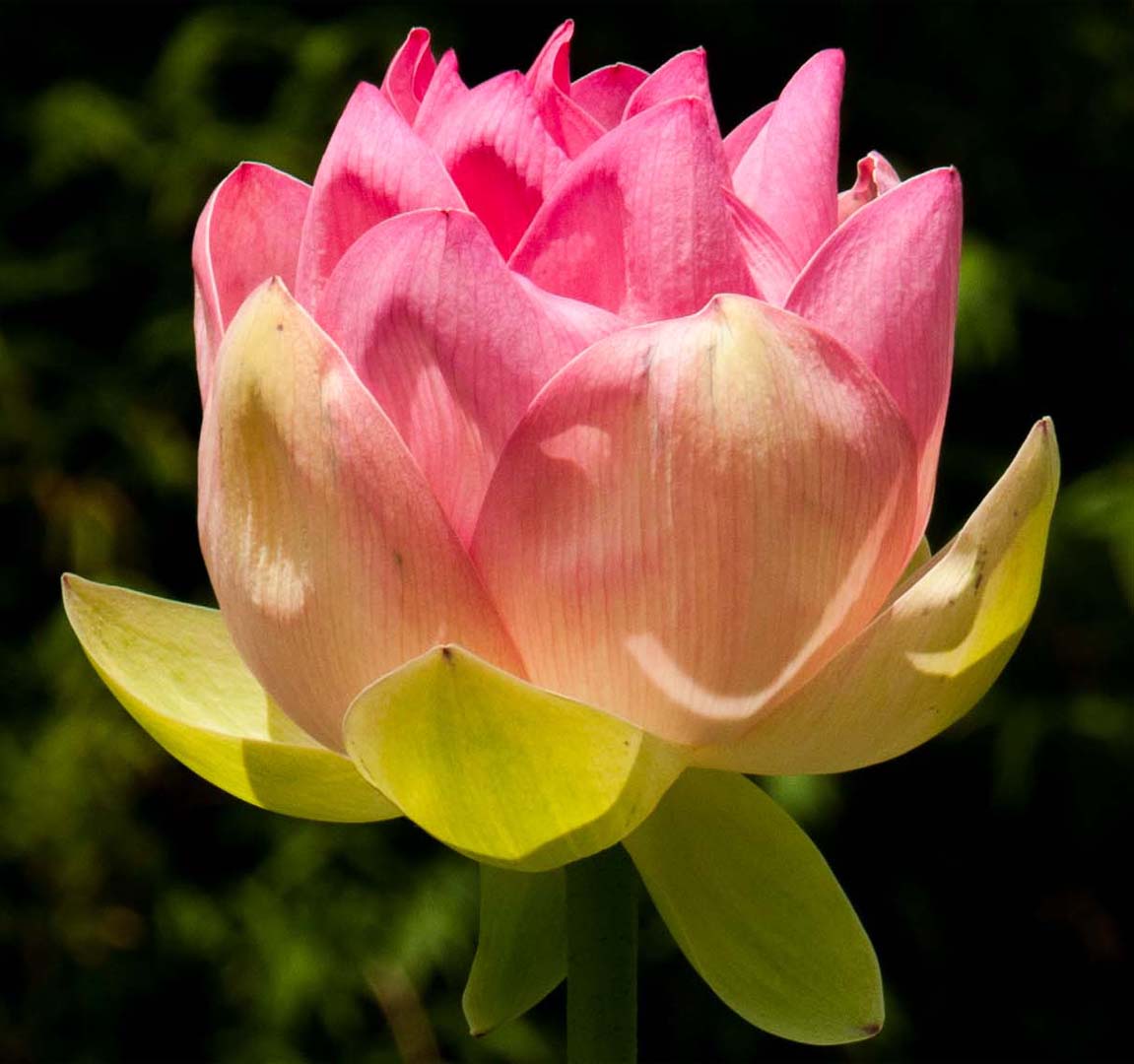 Caren Sawers The Lotus Flower 8 Botanical, February 2018