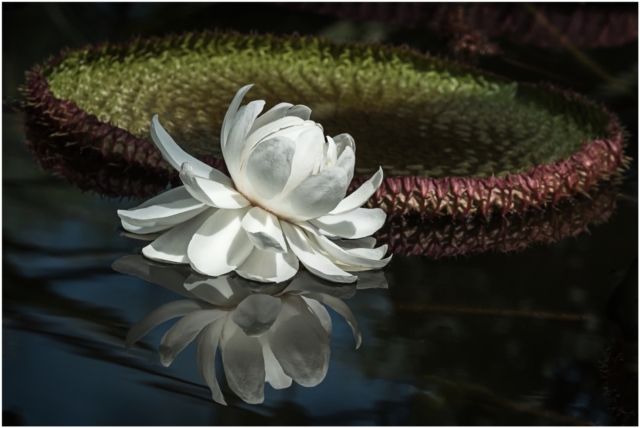 Fred Tiong Amazon Water Lily 10 640x480 Botanical, February 2018