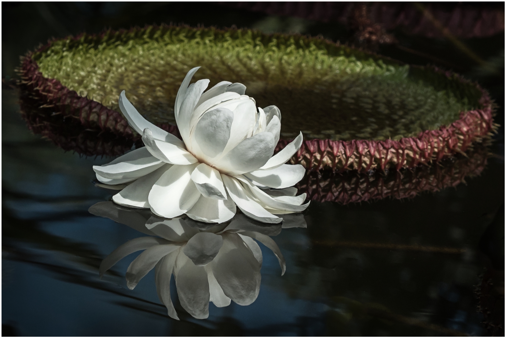 Fred Tiong Amazon Water Lily 10 Botanical, February 2018