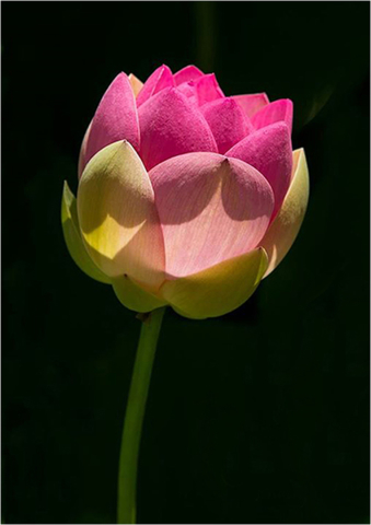 John Henderson Lotus Flower 10 640x480 Botanical, February 2018