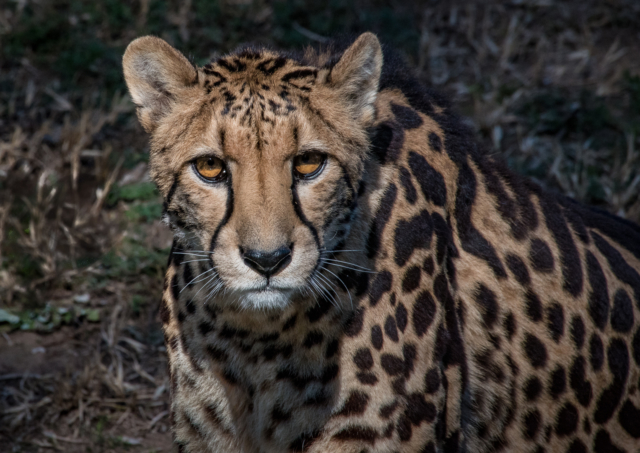 Julie Deer King Cheetah 10 640x480 Botanical, February 2018