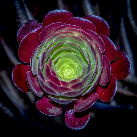 Martin Newland Succulent 9 640x480 Botanical, February 2018