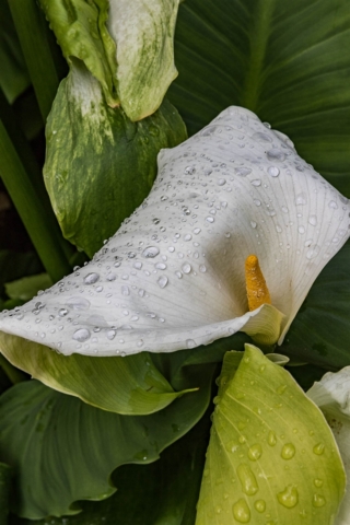 Martin Pickles Lily in the Rain 6448 8 640x480 Botanical, February 2018
