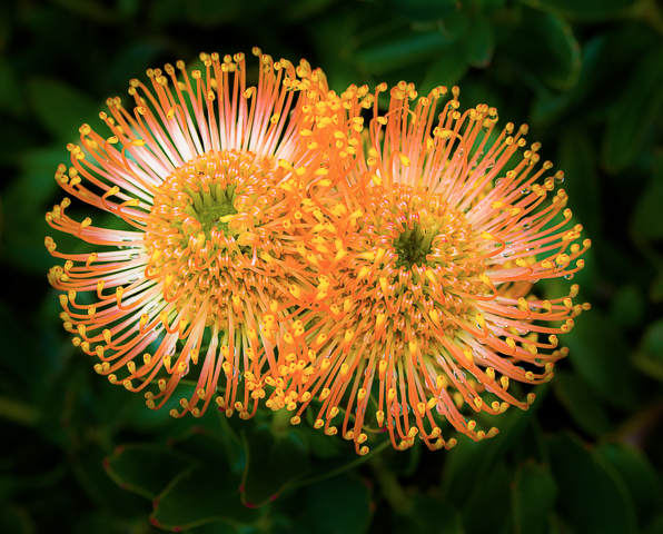 Peter Barrien Double Proteas 10 640x480 Botanical, February 2018