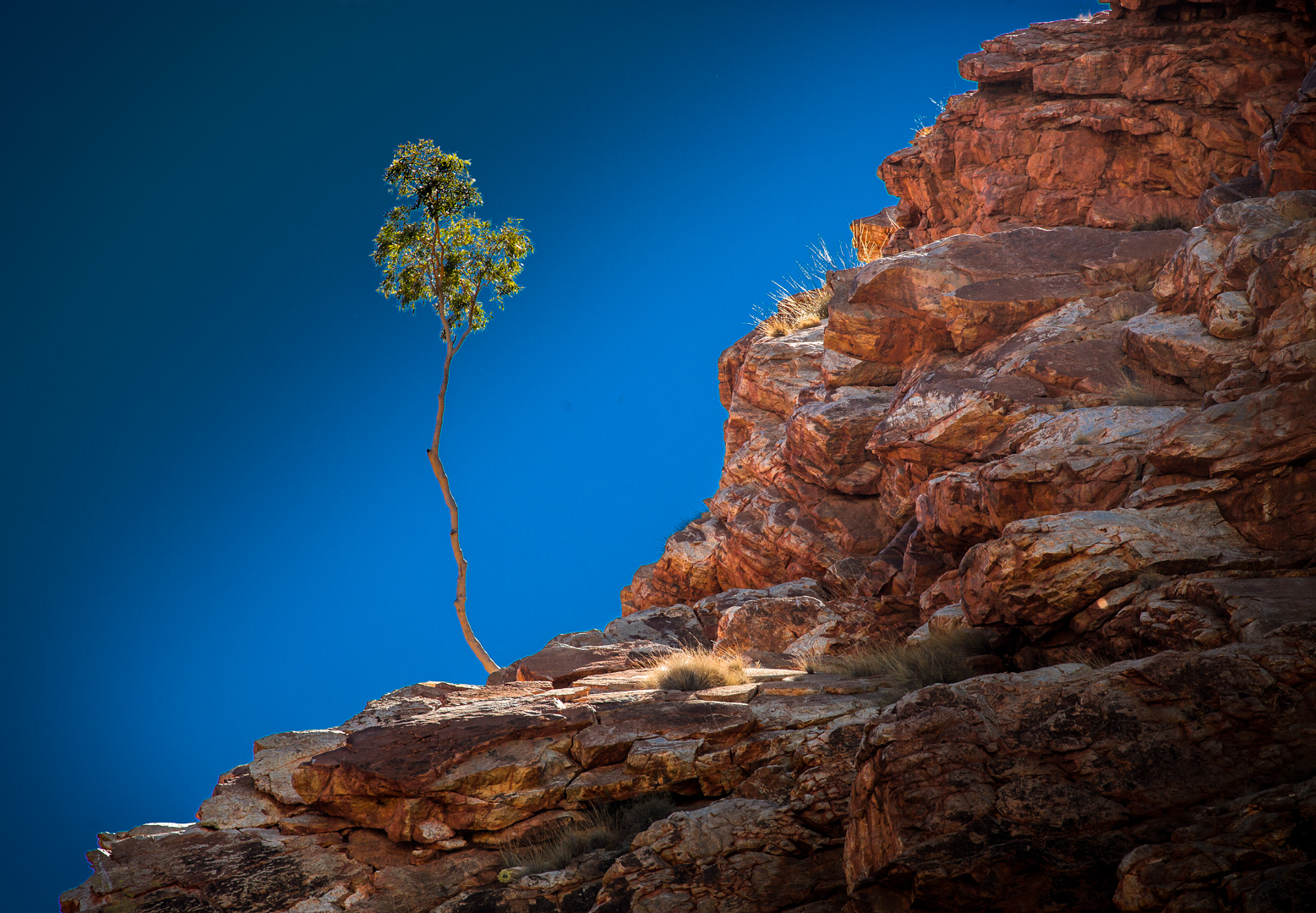 Digital Projected Open A Grade Lone Desert Tree Peter Barrien 2018   Night Photography