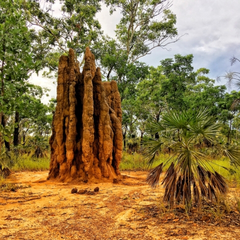Alicja Pliszko Termites Mound Merit 640x480 February 2019   Industrial scapes
