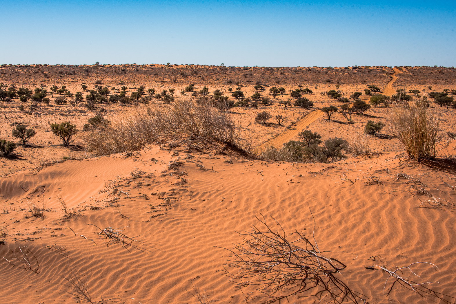 Julie Deer Red Sand in the Desert 8 Digital Projected Open A Grade July 2019   Hands & Feet