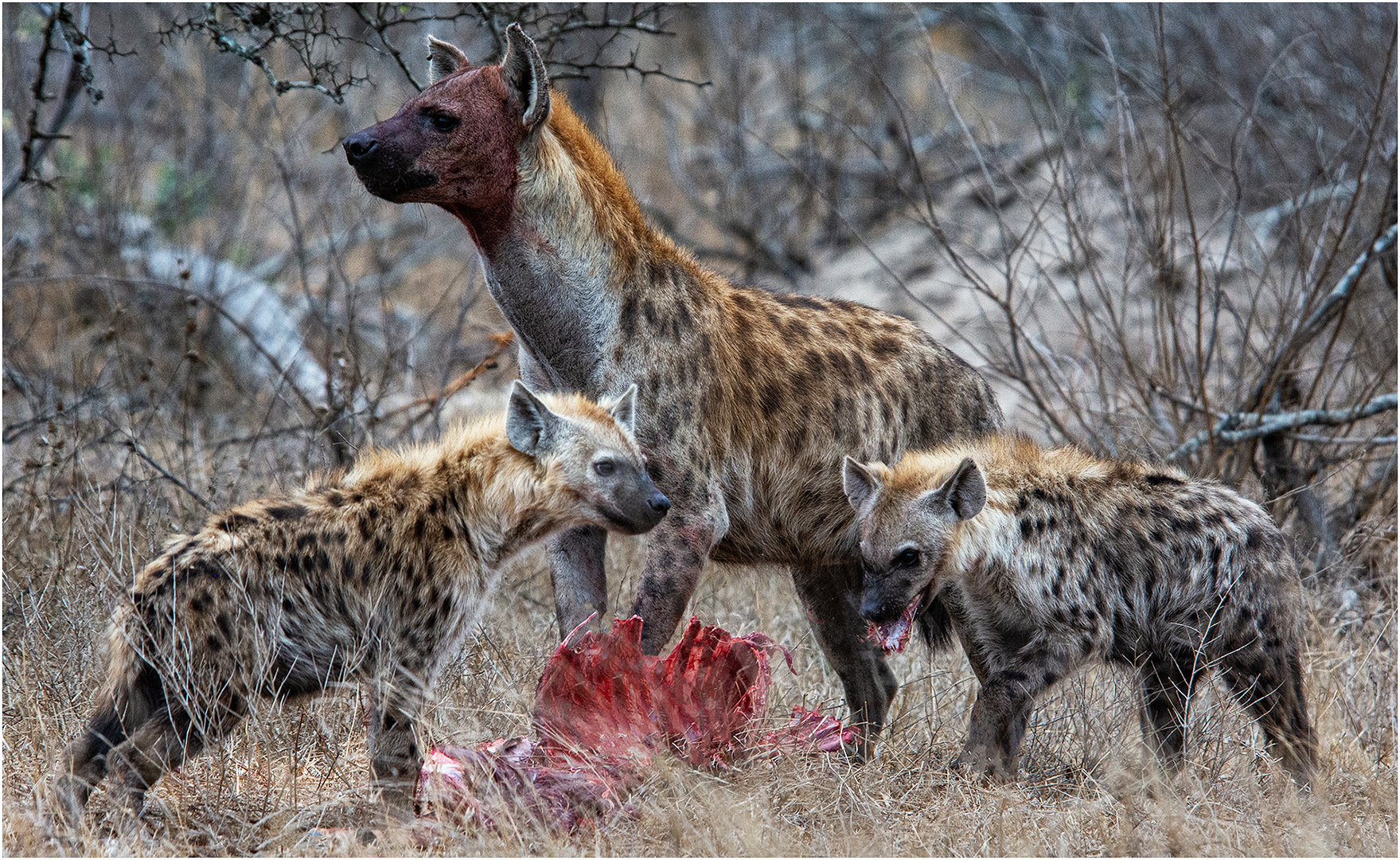 John Hodgson Hyenas at Kill Kruger 10 Colour Print Set A Grade November 2019   Nature