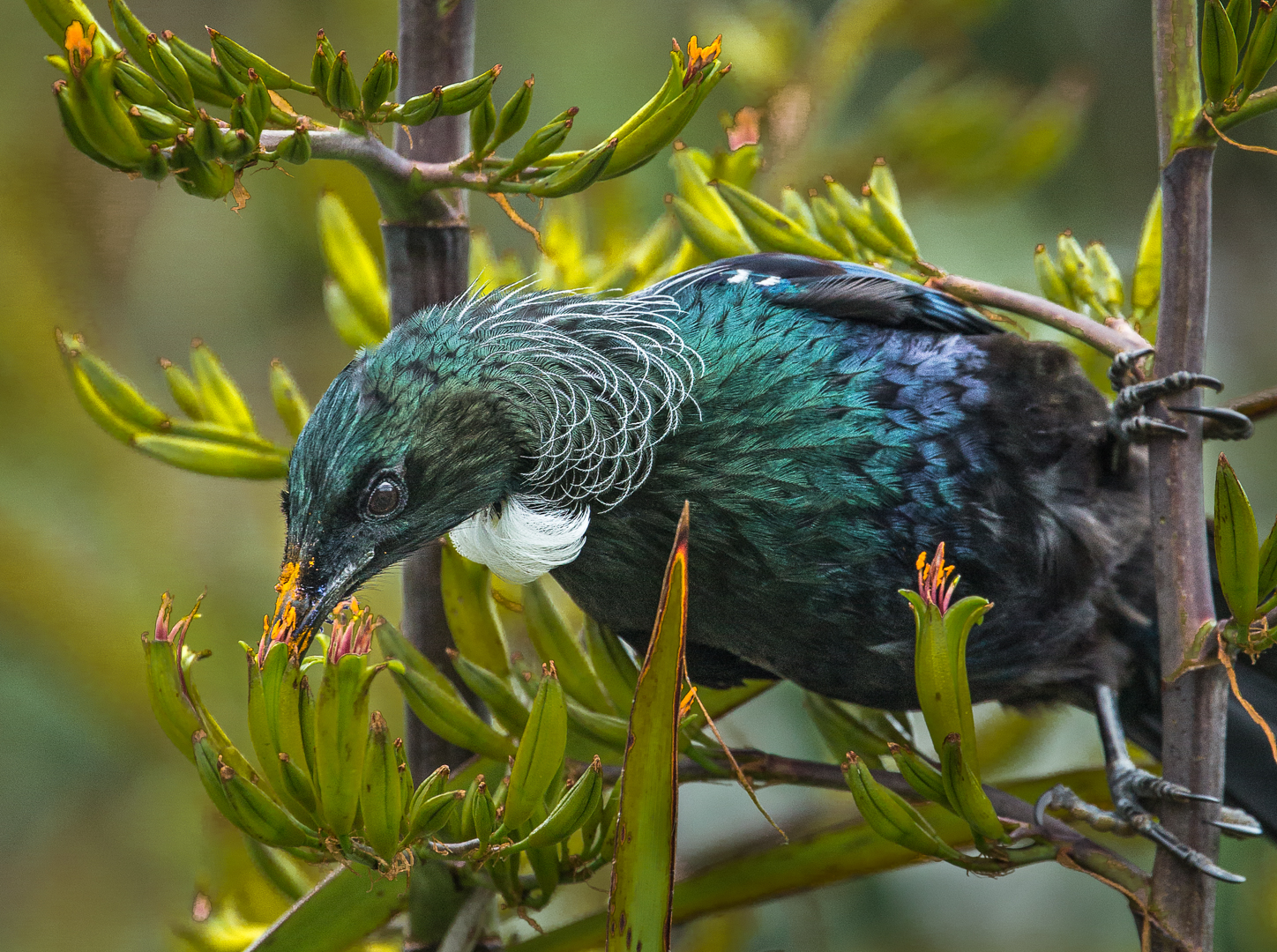 Peter Barrien Tui Bird Feeding 9 Colour Print Set A Grade November 2019   Nature