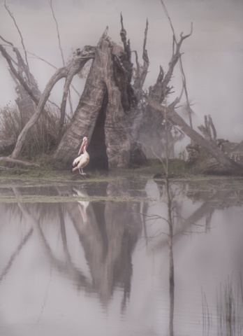 Julie Deer Foggy River Pelican Highly Commended 640x480 March 2020   Unusual Perspectives