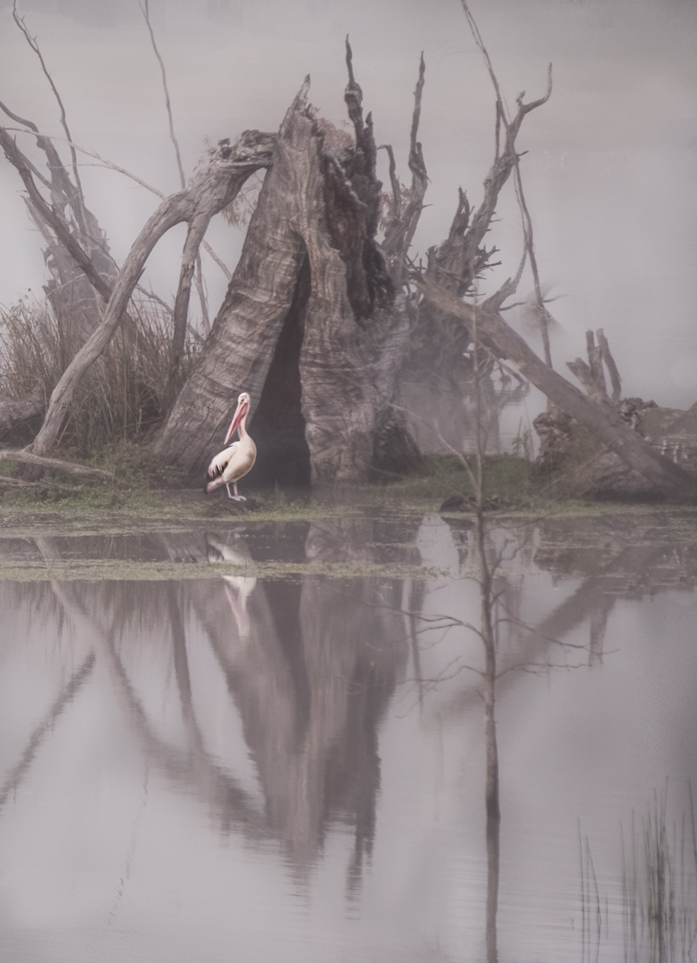 Julie Deer Foggy River Pelican Highly Commended March 2020   Unusual Perspectives