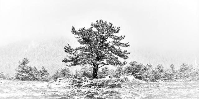 Mark Stevens Tree in Winter Merit 640x480 March 2020   Unusual Perspectives