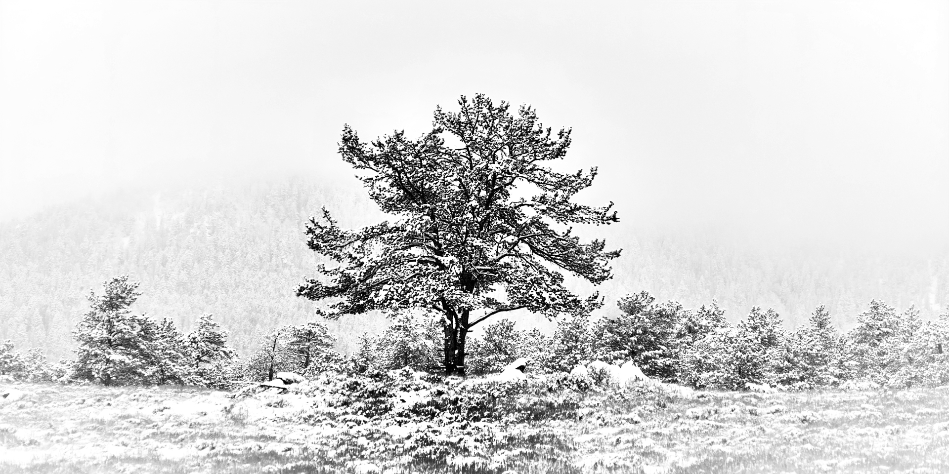 Mark Stevens Tree in Winter Merit March 2020   Unusual Perspectives