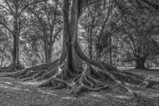 Anthony Berni Botanic Fig Tree Highly Commended 320x240 April 2020   Minimalist