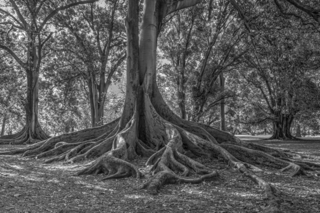 Anthony Berni Botanic Fig Tree Highly Commended 640x480 April 2020   Minimalist