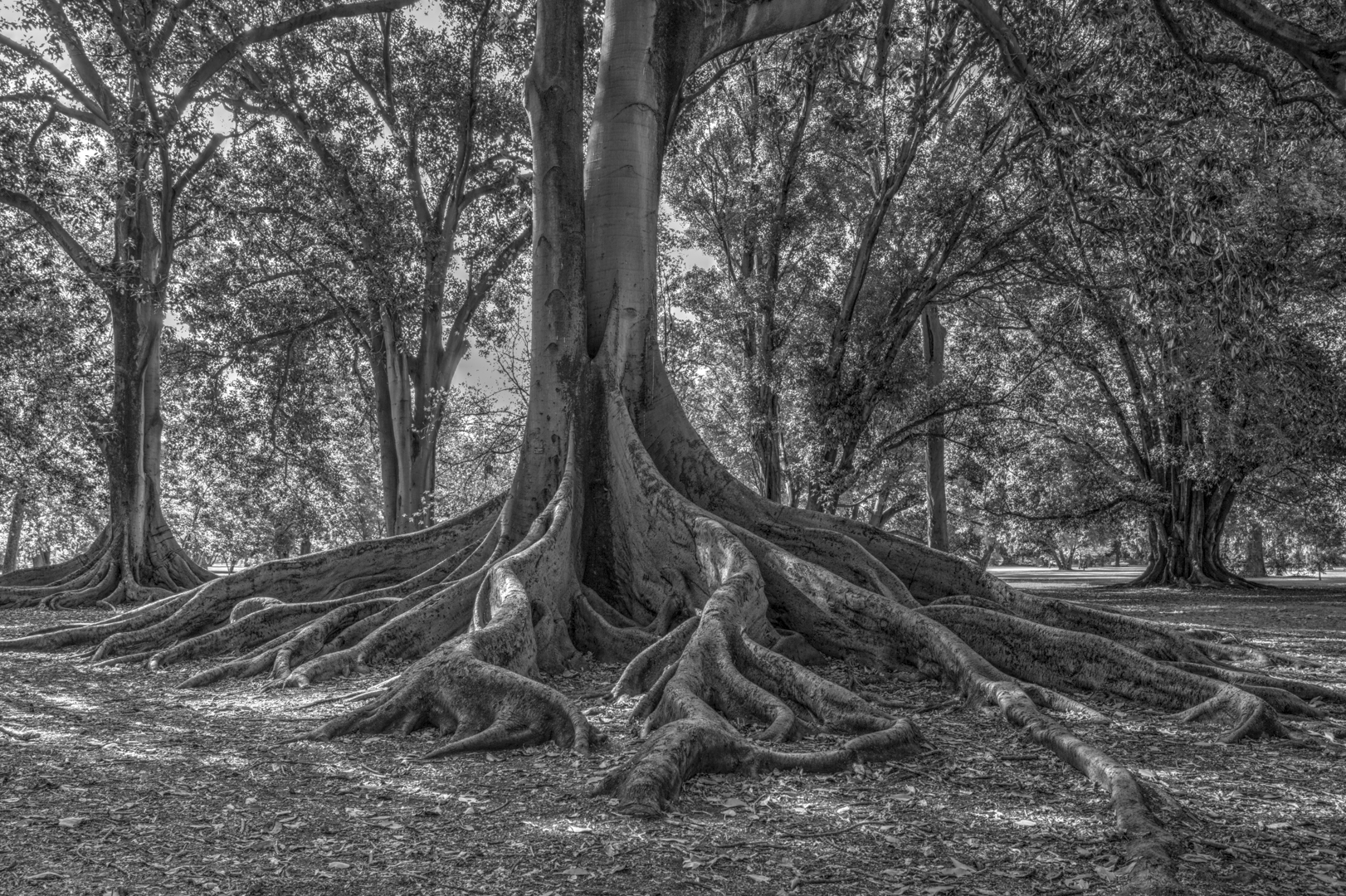 Anthony Berni Botanic Fig Tree Highly Commended April 2020   Minimalist