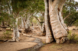 Chris Woods Creek Bed Highly Commended 320x240 April 2020   Minimalist