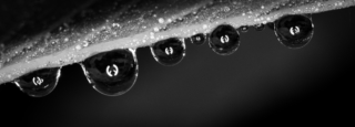 Corliss Gustavson Droplets Highly Commended 320x240 April 2020   Minimalist