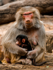 Jim Deer Mother and Child Highly Commended 320x240 April 2020   Minimalist