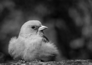 Jim Deer Resting Wood Swallow Merit 320x240 April 2020   Minimalist