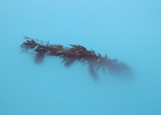 Lesley Patterson Antarctic Kelp Merit 320x240 April 2020   Minimalist