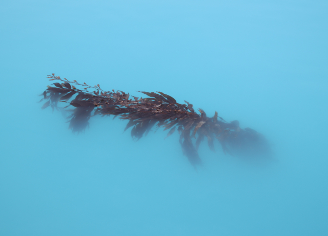 Lesley Patterson Antarctic Kelp Merit 640x480 April 2020   Minimalist