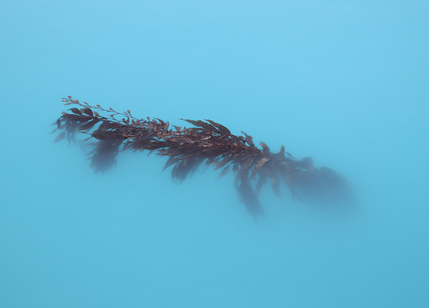 Lesley Patterson Antarctic Kelp Merit April 2020   Minimalist