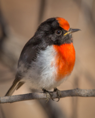 Peter Barrien Desert Robin Highly Commended 320x240 April 2020   Minimalist