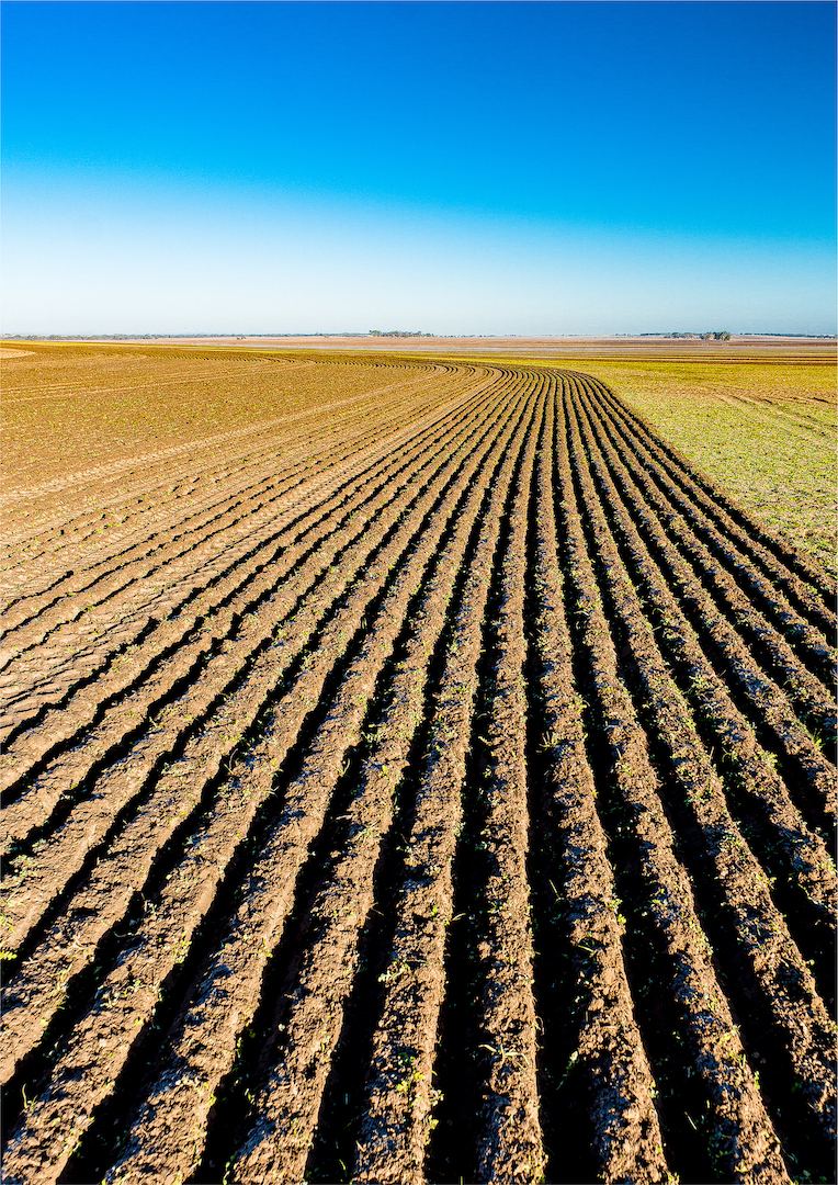 Ross Lamb Farm Furrows Highly Commended April 2020   Minimalist