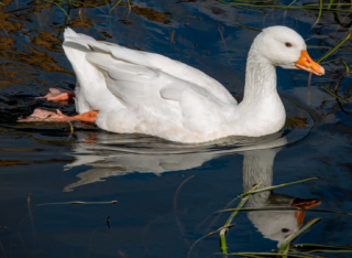 Toni Elliott Two Ducks Highly Commended 320x240 April 2020   Minimalist