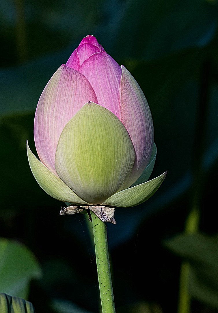 Brian Mibus Highly Commended Water Lily Bud 2 May 2020   Nature