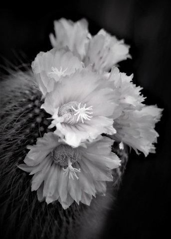 Christine Sedunary Merit Cacti Flowers 640x480 May 2020   Nature