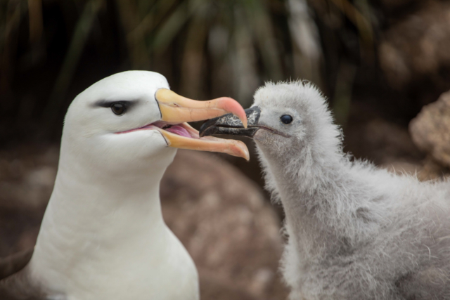 Ian Patterson Merit Albatross with Chick 640x480 May 2020   Nature