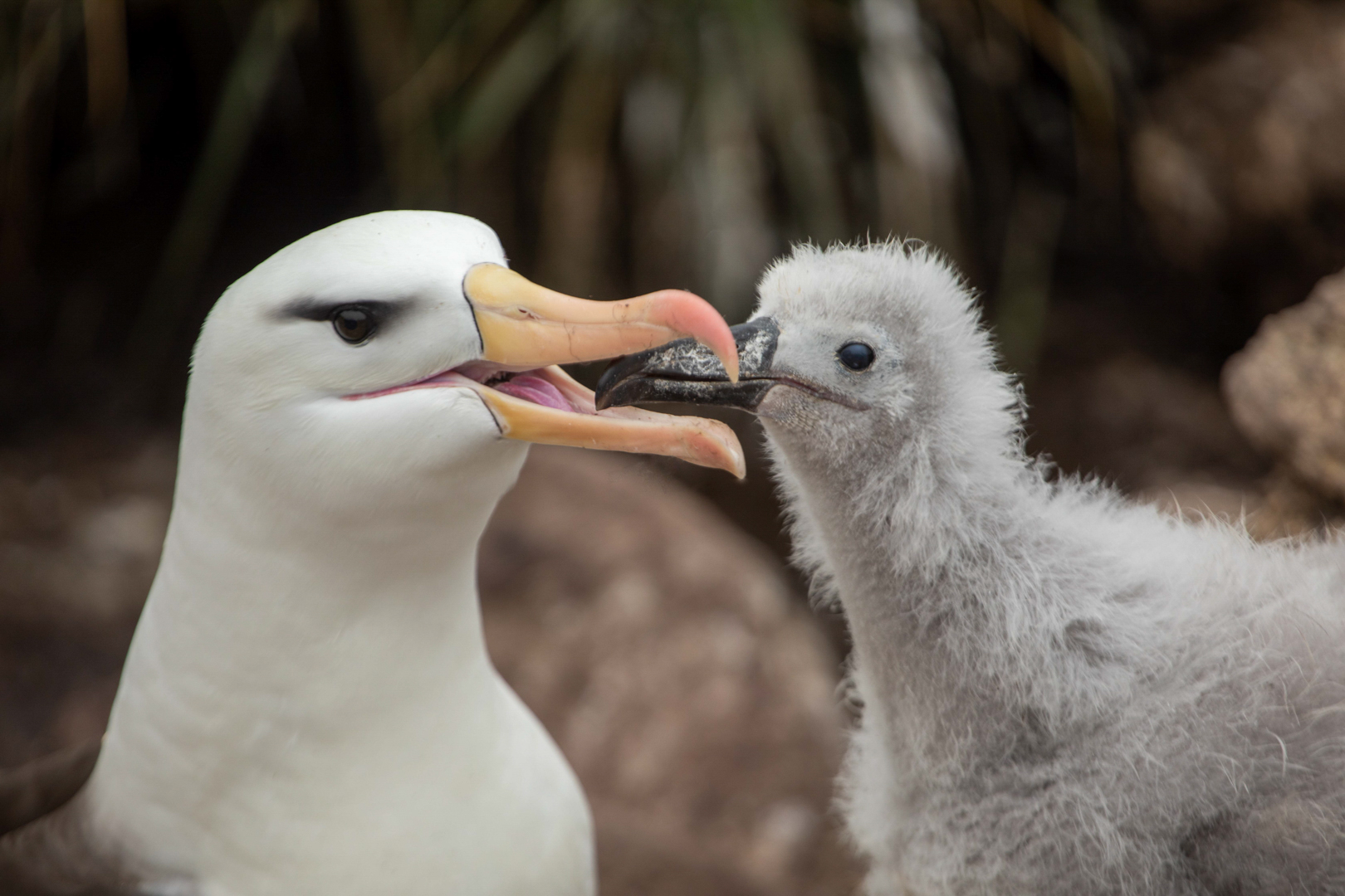 Ian Patterson Merit Albatross with Chick May 2020   Nature