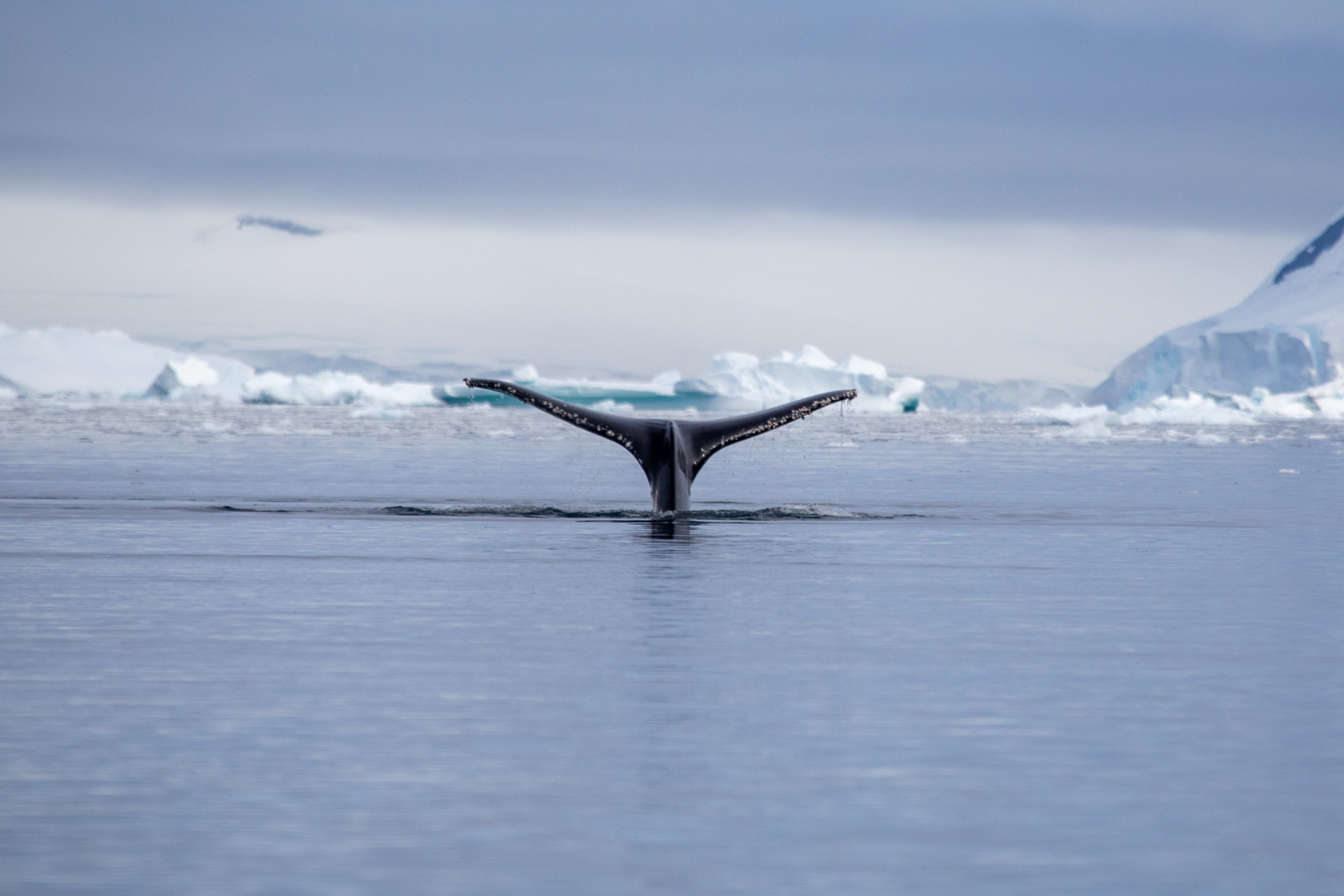 Ian Patterson Merit Whale Tale May 2020   Nature