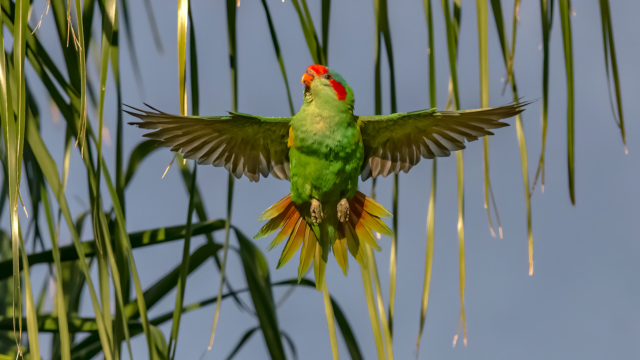 Jim Deer Highly Commended Musk Lorikeet 640x480 May 2020   Nature