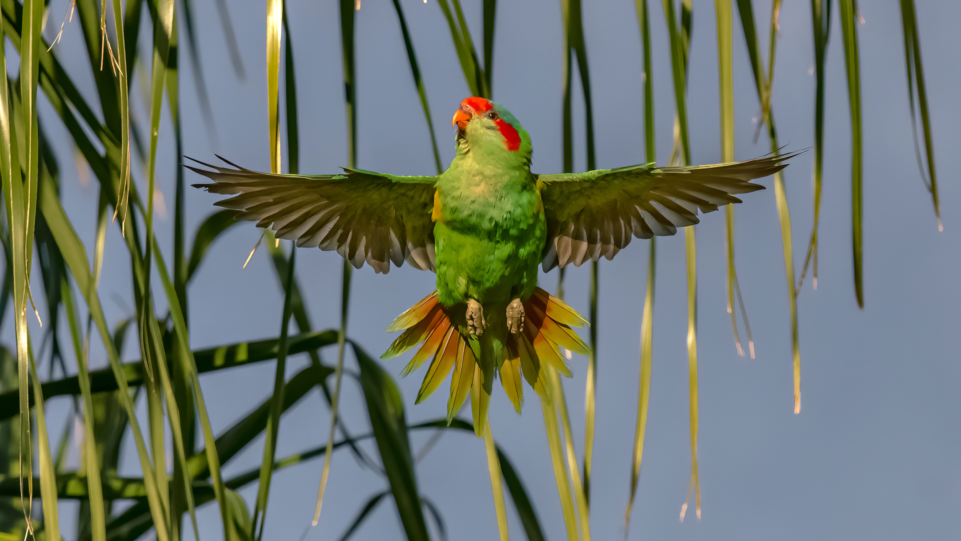 Jim Deer Highly Commended Musk Lorikeet May 2020   Nature