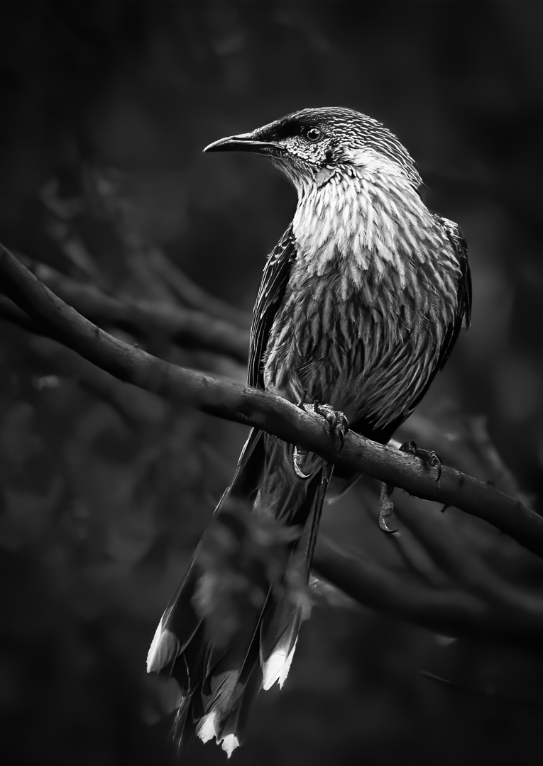 Peter Barrien Highly Commended Wattle Bird Captured May 2020   Nature