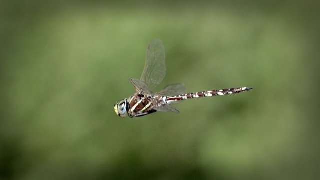 Peter Burke Highly Commended A Dragon Flys by 640x480 May 2020   Nature