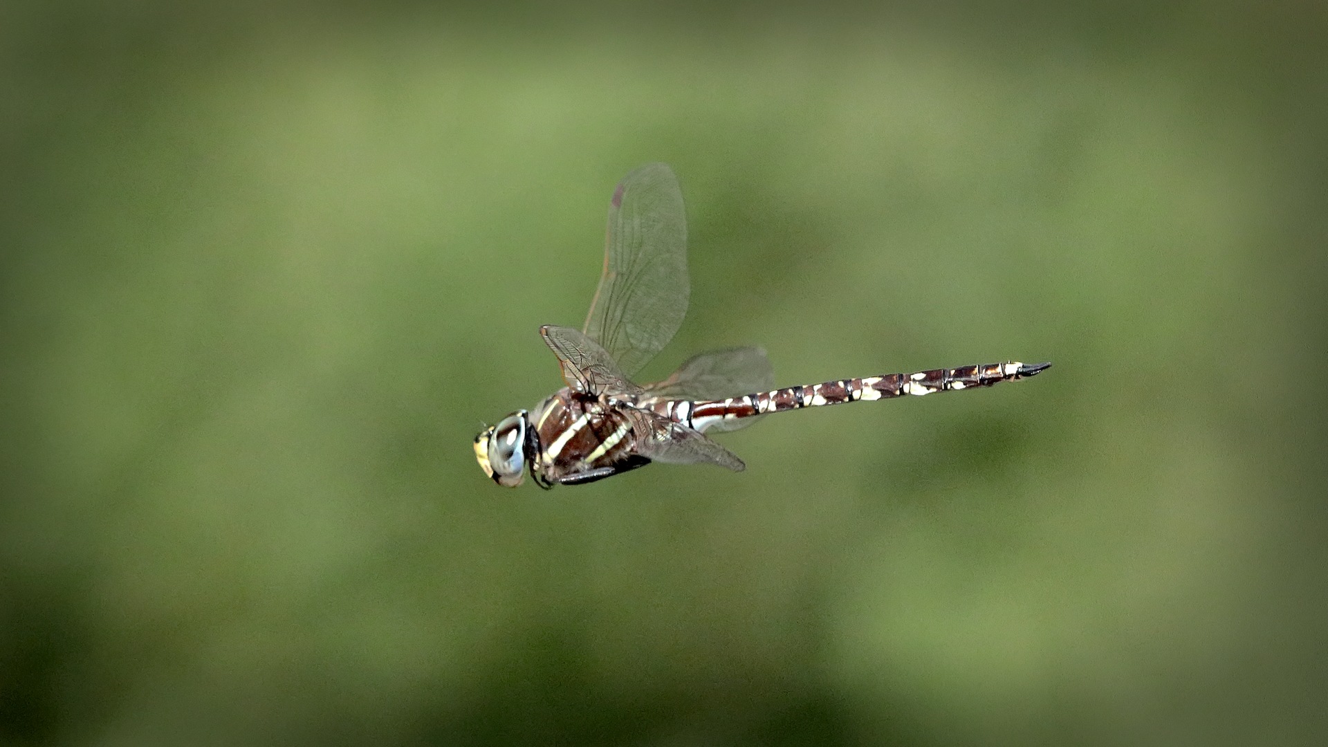 Peter Burke Highly Commended A Dragon Flys by May 2020   Nature