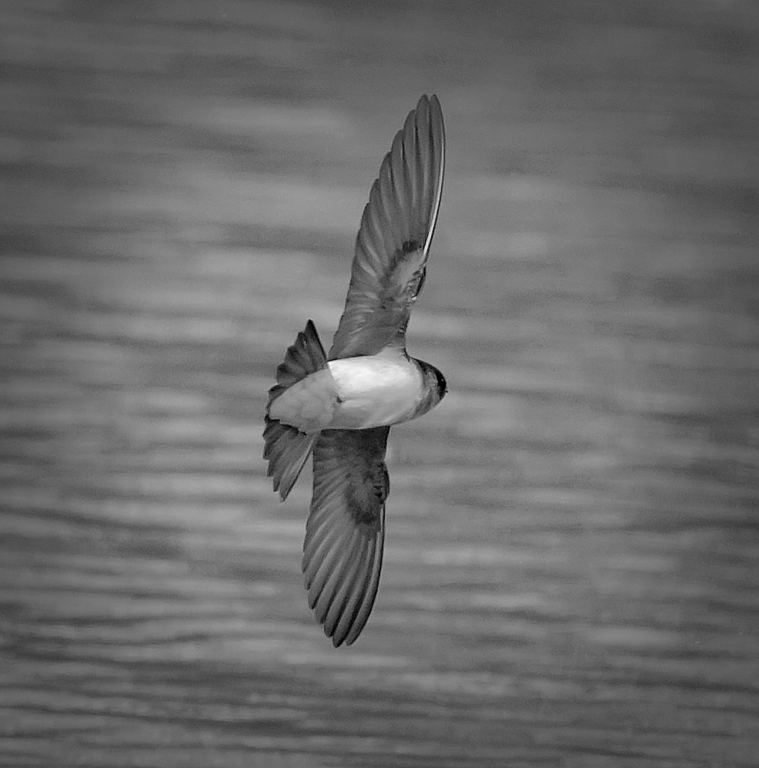 Peter Burke Highly Commended Swallow Mono May 2020   Nature