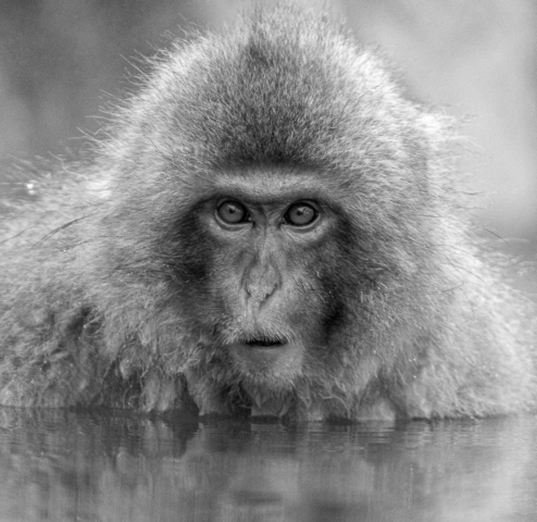 Toni Elliott Merit Snow Monkey 640x480 May 2020   Nature