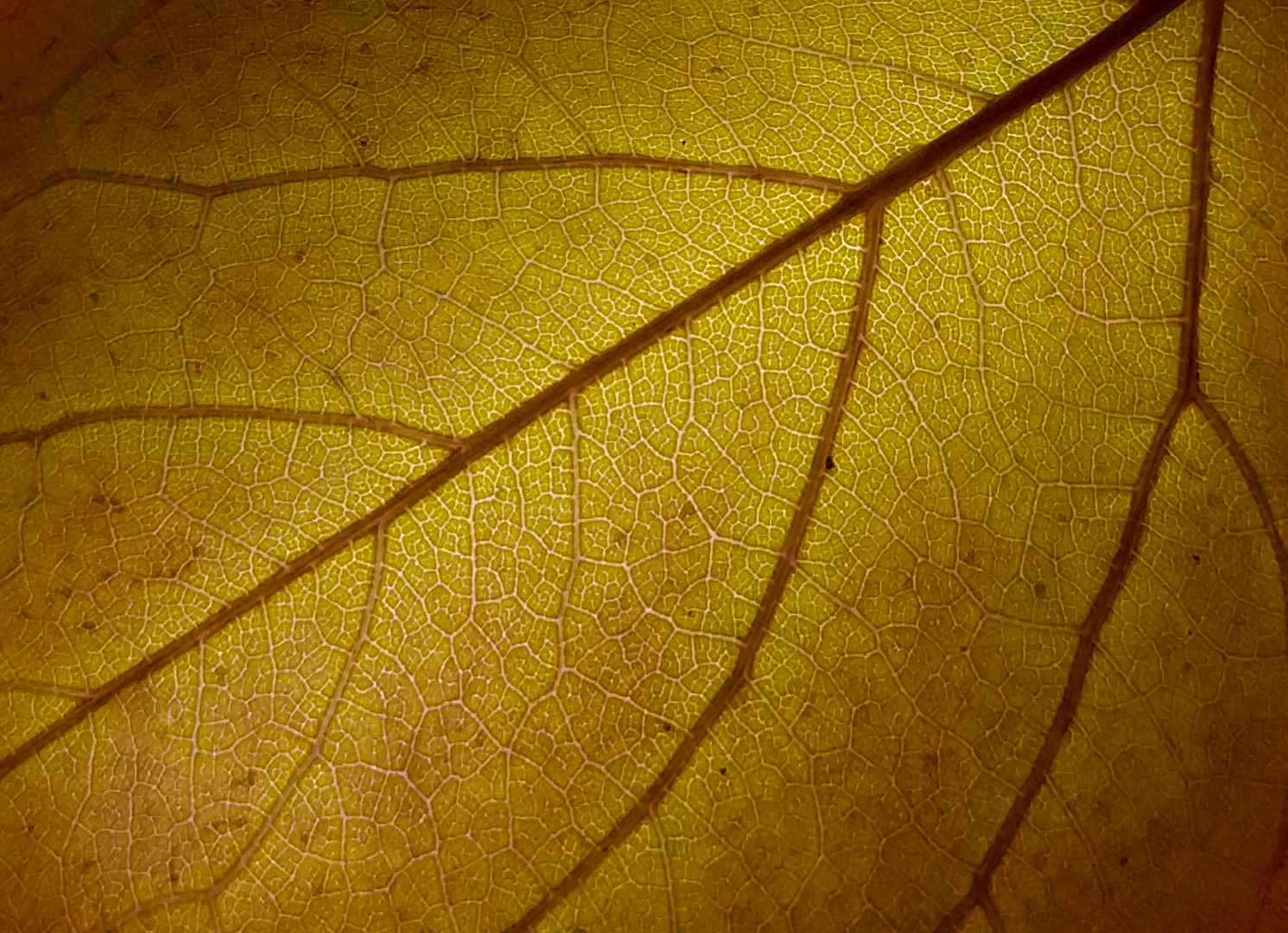 Julie Deer Highly Commended Autumn Veins June 2020   Phone Photography