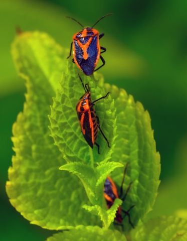 Highly Commended David Watkins Bugs 8 640x480 September 2020   Night Photography