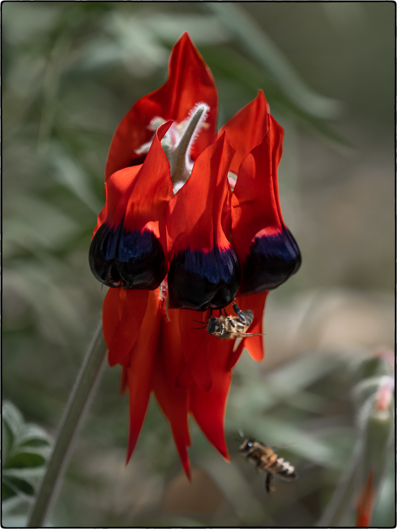 Highly Commended Fred Tiong Sturt Desert Pea 8 August 2020   Action