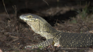 Highly Commended Jim Deer Campground Visitor 8 320x240 September 2020   Night Photography