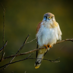 Highly Commended Jim Deer Nankeen Kestrel 8 320x240 September 2020   Night Photography