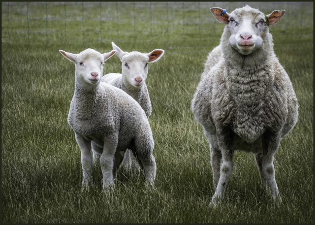 Merit Pauline Mosel Sheep Lambs 9 640x480 August 2020   Action